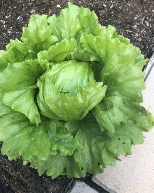 150 Biji - Benih Selada LETUS ICEBERG (Selada Kepala), selada kebab