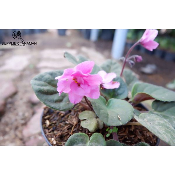 Bibit Tanaman Bunga Violces Pink  (Violces Pink)- Merah Muda Pohon Hidup