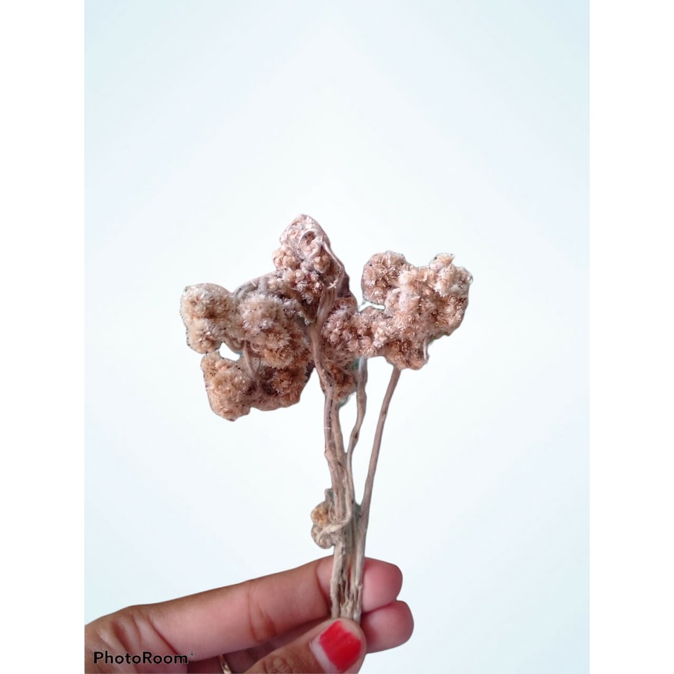 

TERLARIS Hiasan Parcel Makanan Ringan Hiasan Parcel Bunga Kering Hiasan Parcel Pernikahan Hiasan Parcel Seserahan Unik Hiasan Parcel Ucapan Selamat Ulang Tahun Hiasan Parcel Seserahan Rustic Parcel Mania Kebumen