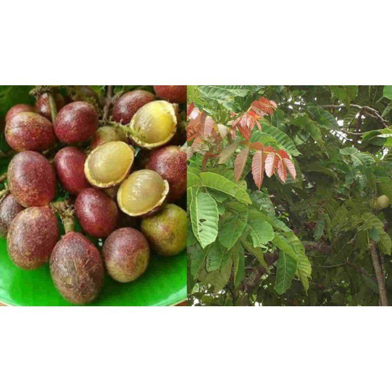 Bibit buah matoa ( bibit unggul)
