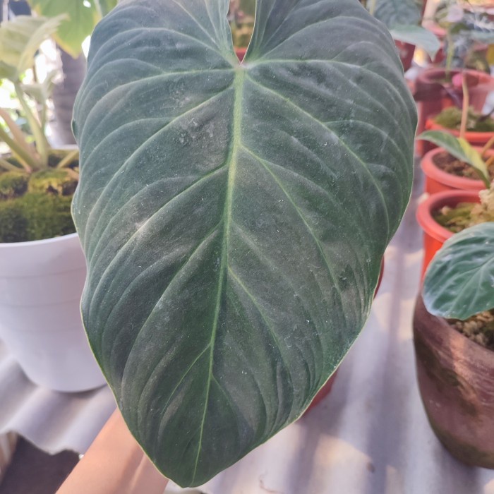 philodendron splendid