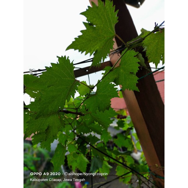 daun anggur ecoprint