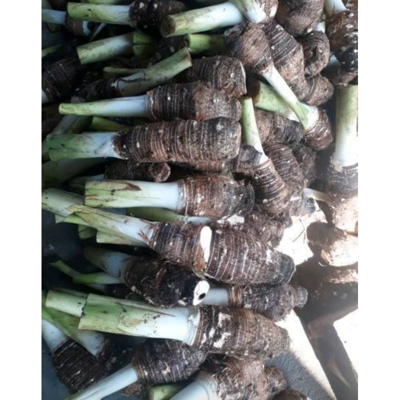 

Bentul / Ubi Bentul 1 kg