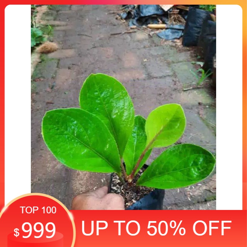 Anturium jemani kobra