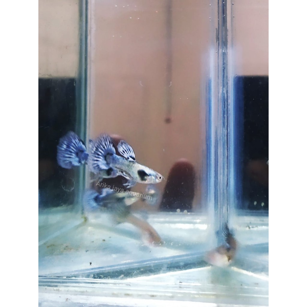 Ikan guppy blue ivory ivori untuk mempercantik aquarium dan aquascape murah ecer grosir Cirebon