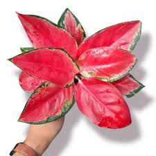 Tanaman hias suksom batik bunga hidup sehat/Tanaman hidup sehat bunga hiasan cantik bunga aglonema/a