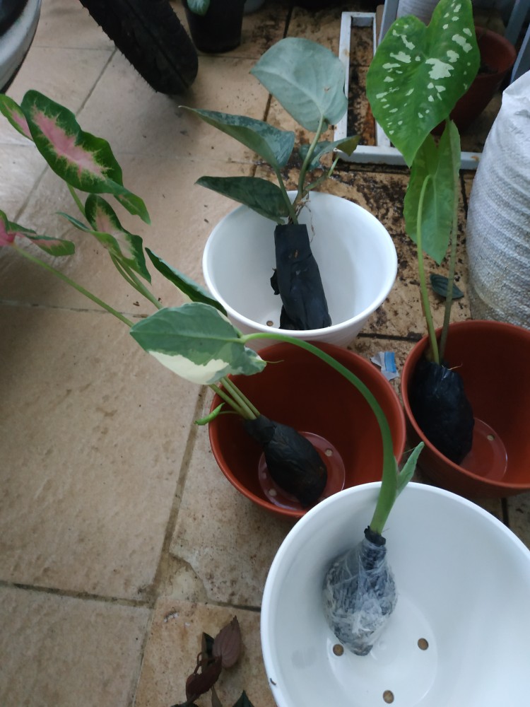 Tanaman Hias Keladi Kantong Semar