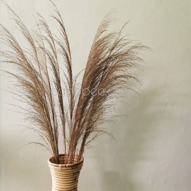 1 TANGKAI BUNGA KERING PAMPAS LOKAL KARKA NATURAL AWIS BUNGA SEREH