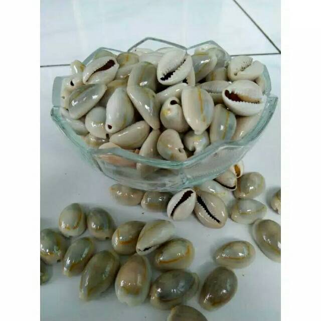 Biji kuwuk / biji keong / biji congklak isi 105/bks