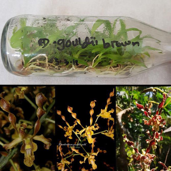 Kualitas Terbaik] Bibit Anggrek Spesies Dalam Botol - Dendrobium Gouldii Brown