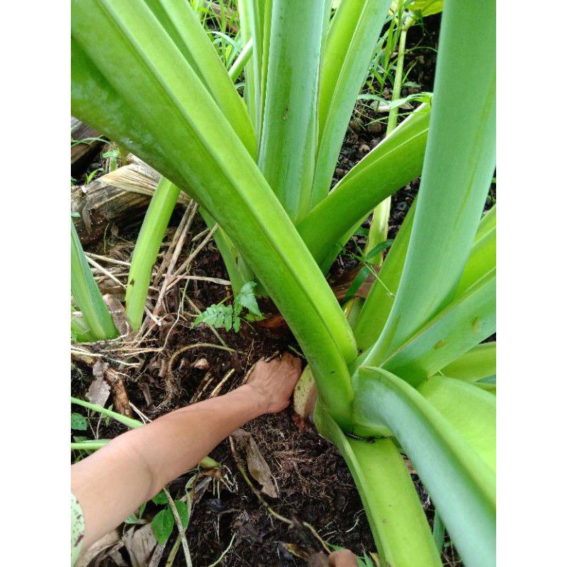 

Talas umbi 1kg