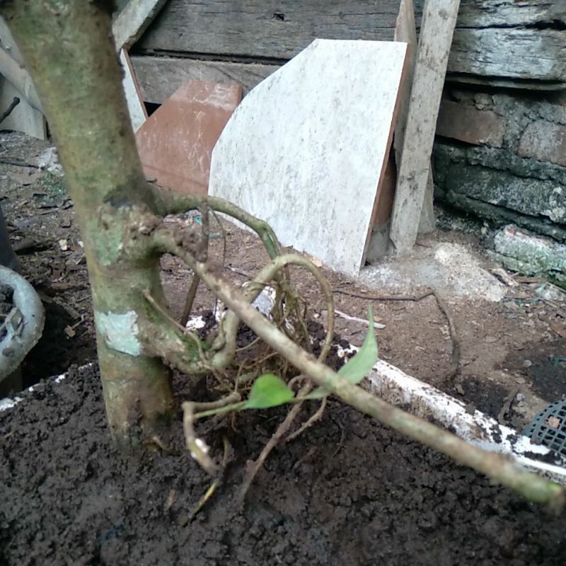 Bahan bonsai beringin