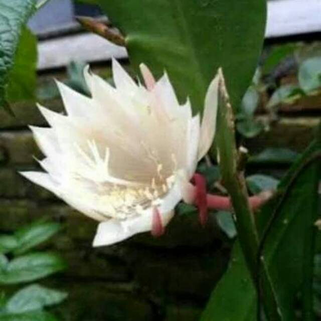 Tanaman hias Wijaya Kusuma  epiphyllum anguliger