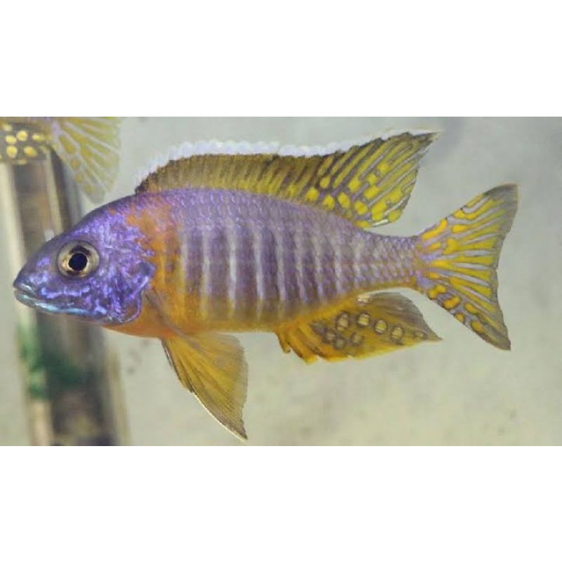 African Cichlid Aluonocara Baenschi Size 8-10 Cm