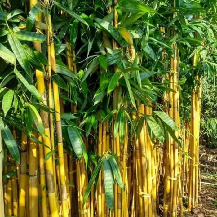tanaman hias bambu panda kuning - bambu panda - bambu pagar
