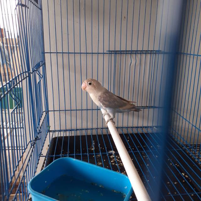 Lovebird Kobal/Cobalt
