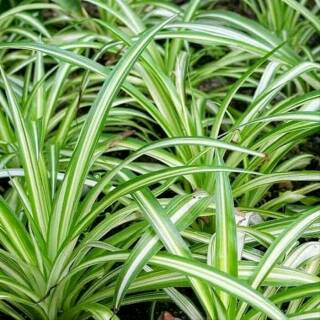 Tanaman hias gantung spider plant free pot gantung 20cm Tanaman hias gantung spider plant free pot gantung 20cm