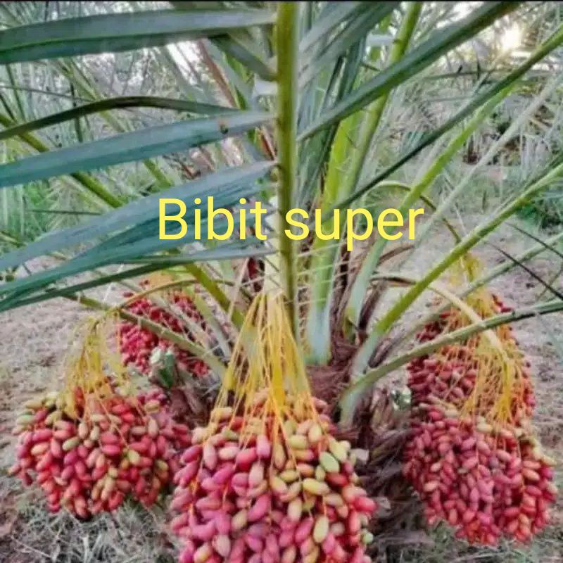 

Bibit Kurma ajwa 1 jantan 2 betina