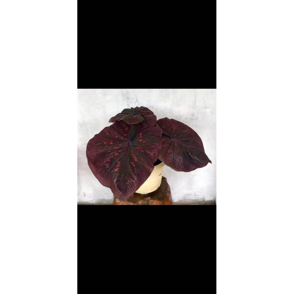 umbi Caladium Black mamba / keladi hias hybrid import thailand