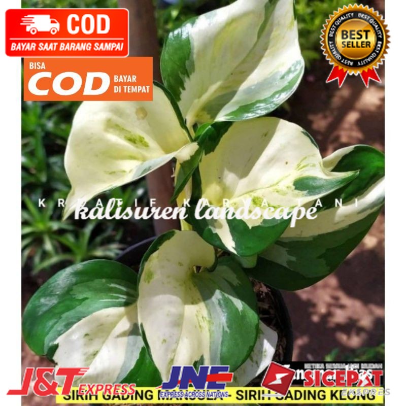 Sirih gading manjula - Sirih gading manjula keong - Sirih manjula ASLI ( BISA COD )