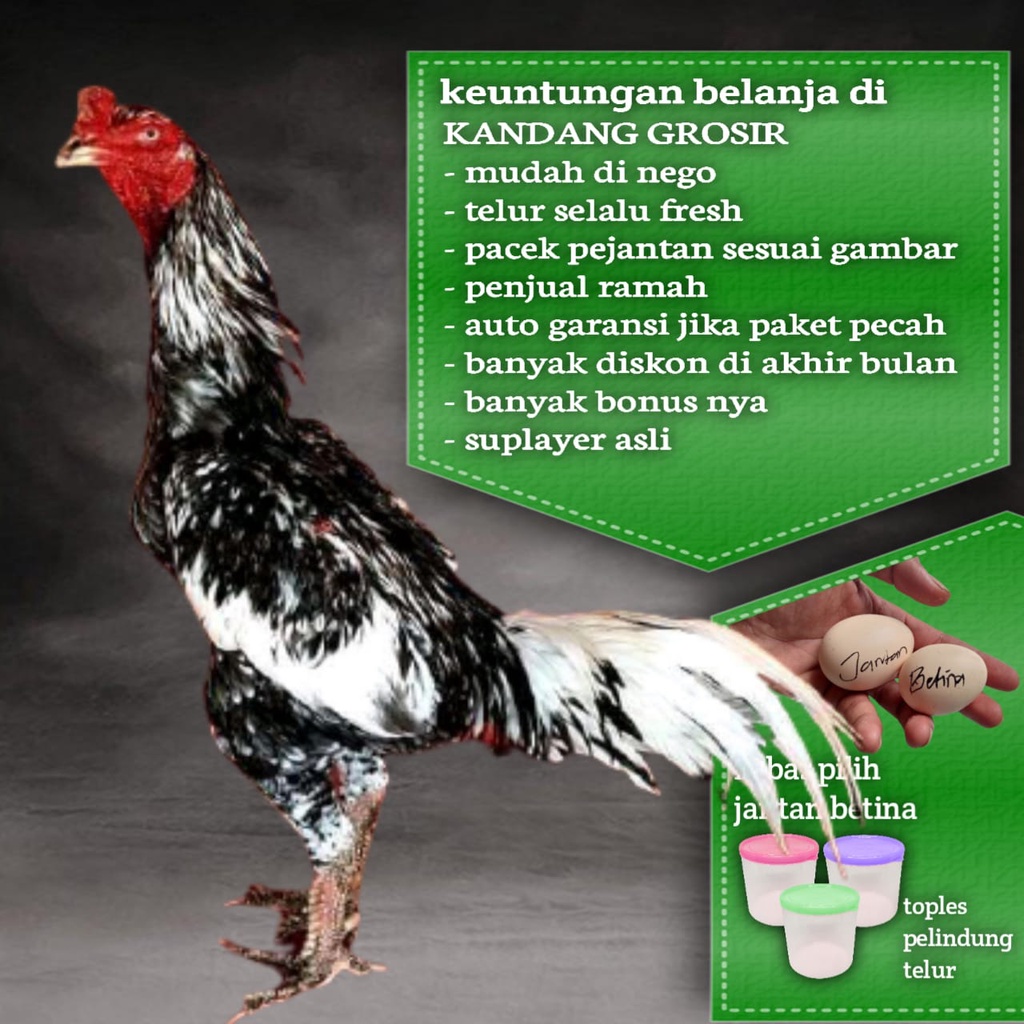 ayam aduan bangkok telur fertil juara pakhoy super