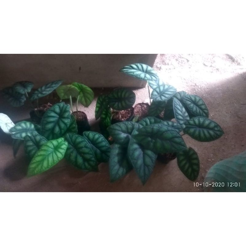 Keladi tengkorak hijau/Alocasia Dragon scale