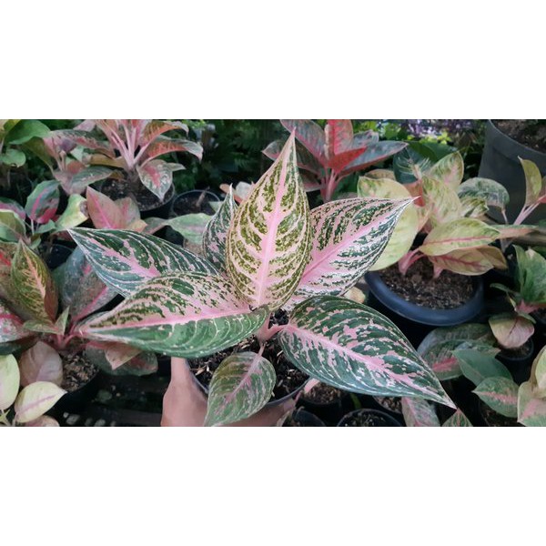 SALE Bonggolan Aglonema Paulina