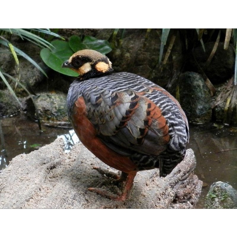 burung puyuh gonggong