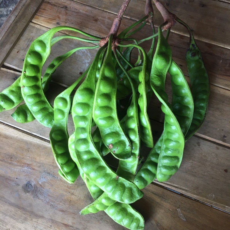 

PETE FRESH LANGSUNG DARI POHON