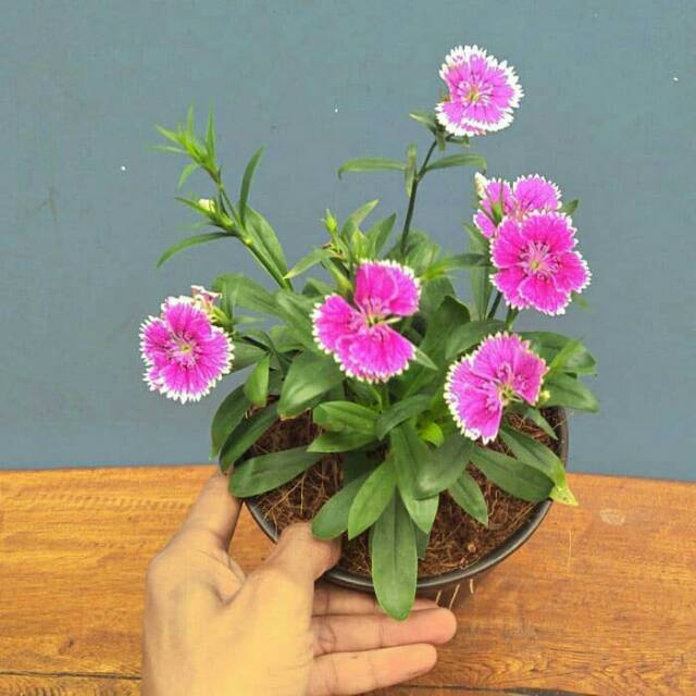 Tanaman Hias Bunga Anyelir Bunga Ungu Putih Dianthus Purple Picotee Shopee Indonesia