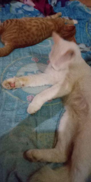 Kombinasi Kemeja Batik Sopal Lengan Panjang Clrt M L Xl