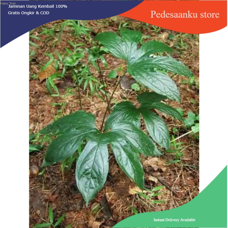 tanaman hias bunga Tacca palmata blume /Gadung tikus
