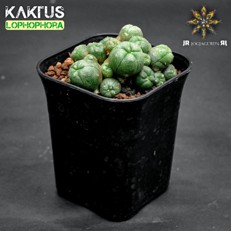 Lophophora Williamsii Cluster