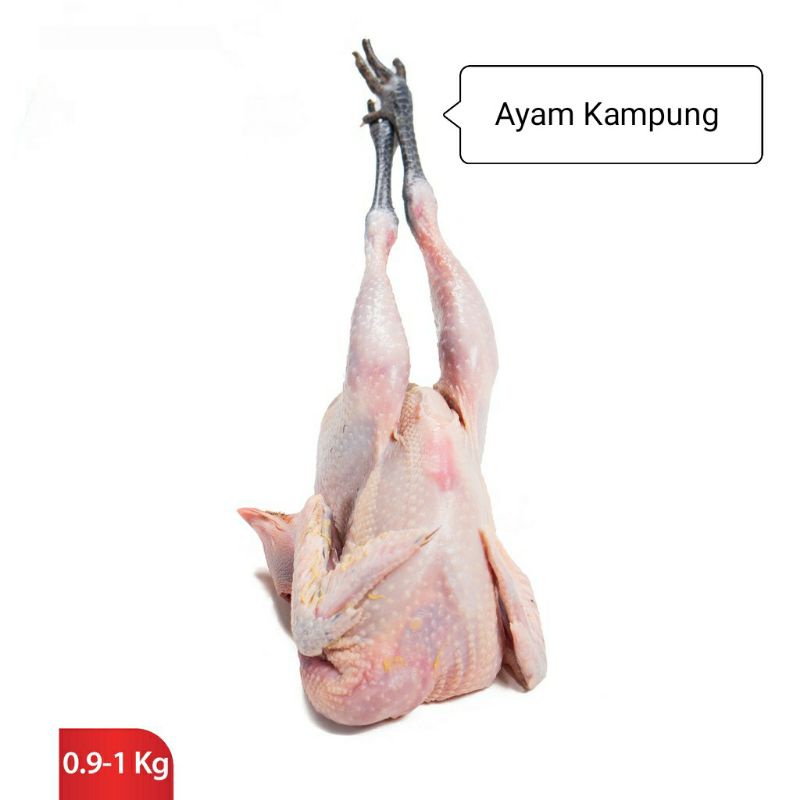 Ayam Kampung / Ulu