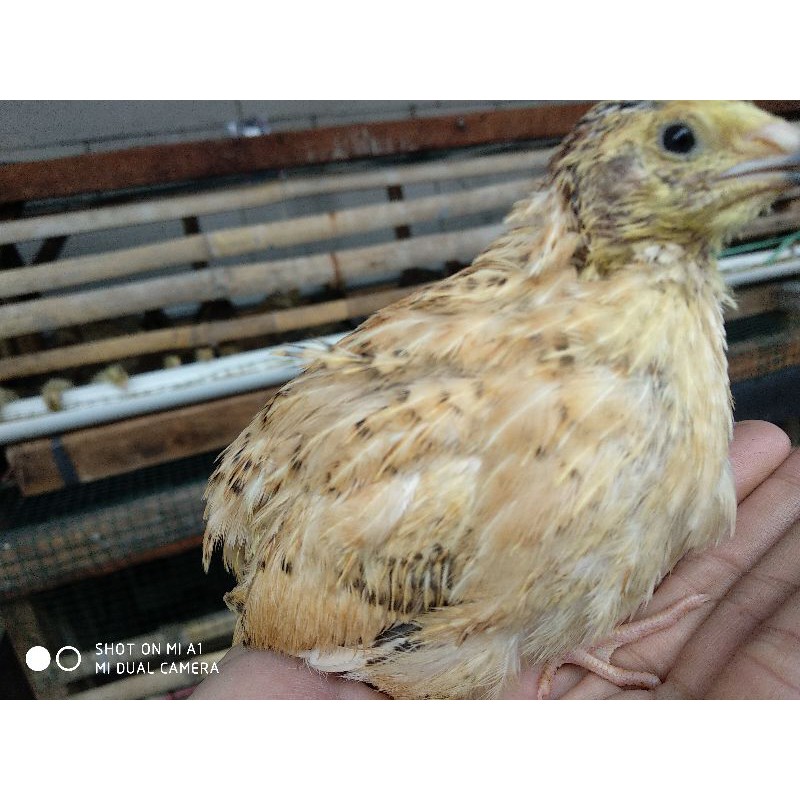 burung puyuh hidup betina