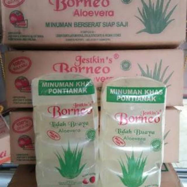 

Lidah buaya borneo