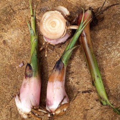 Bonggol Tunas pisang Kepok ASLI/bibit pisang kepok/tunas pisang kepok/pohon pisang