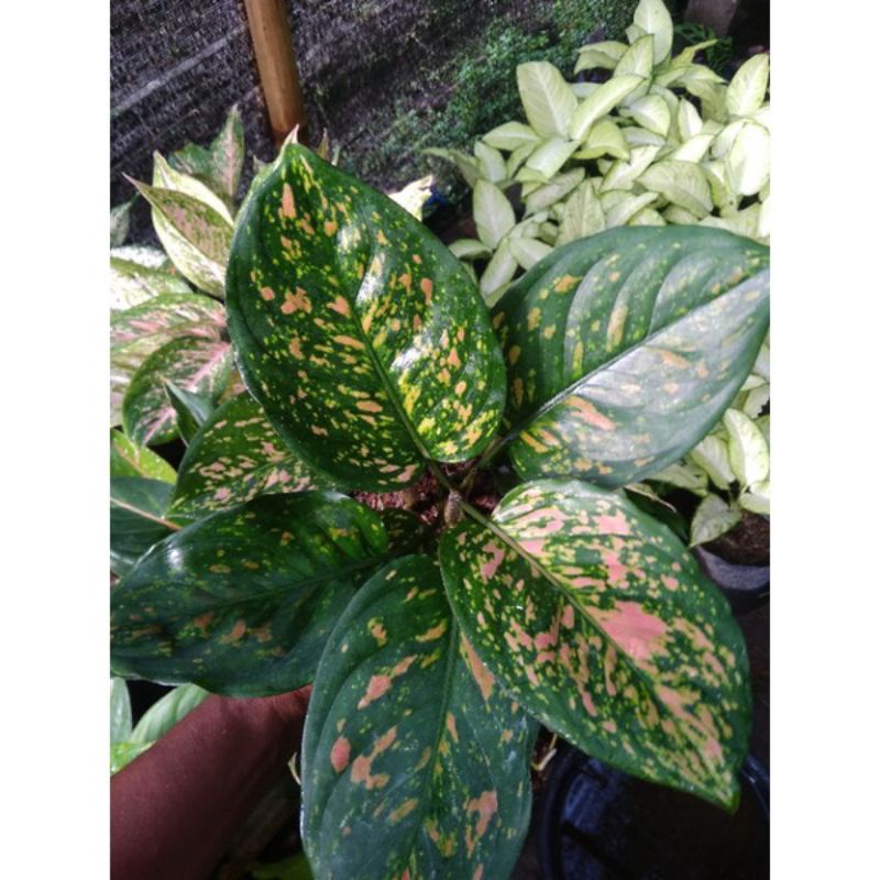 aglonema ruby chiangmai remaja promo murah