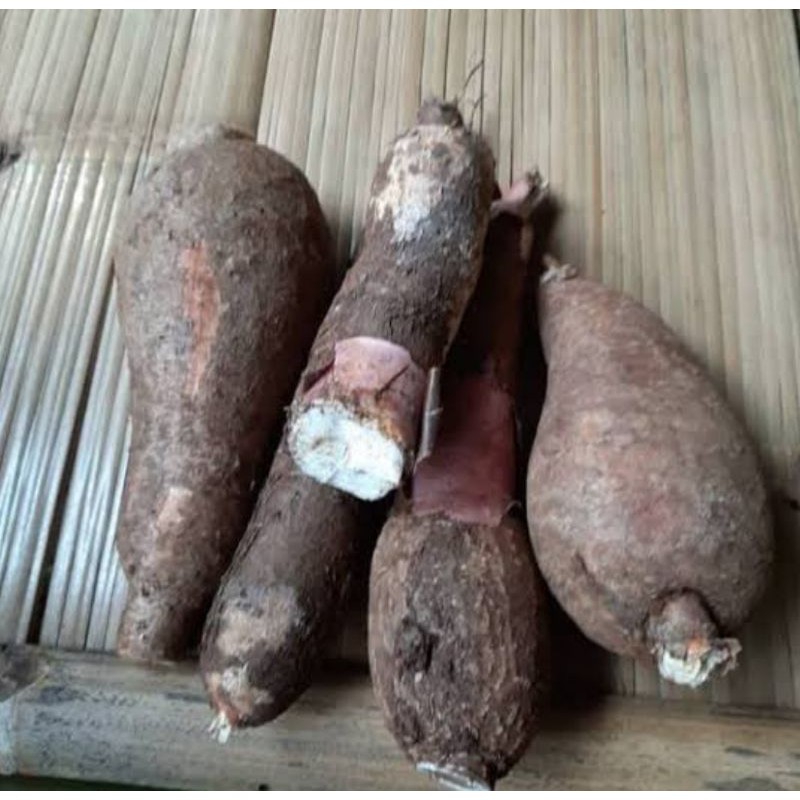 

Singkong Racun Sapi Kuru-Singkong Genderuwo Segar 500 Grm