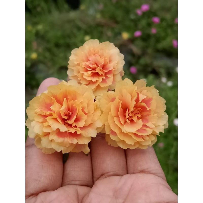 Bunga krokot import id.Tongry