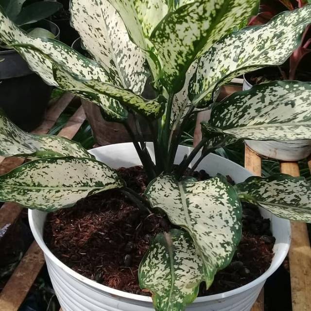 aglonema snow white/dewasa