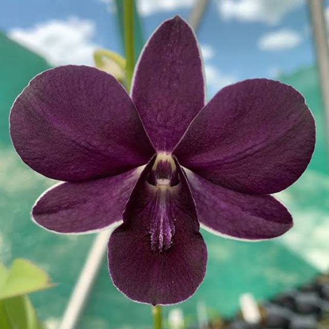 Anggrek Dendrobium Sakda Blue Dewasa