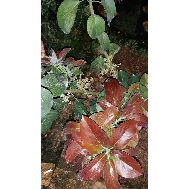 

bibit alpukat red Vietnam super