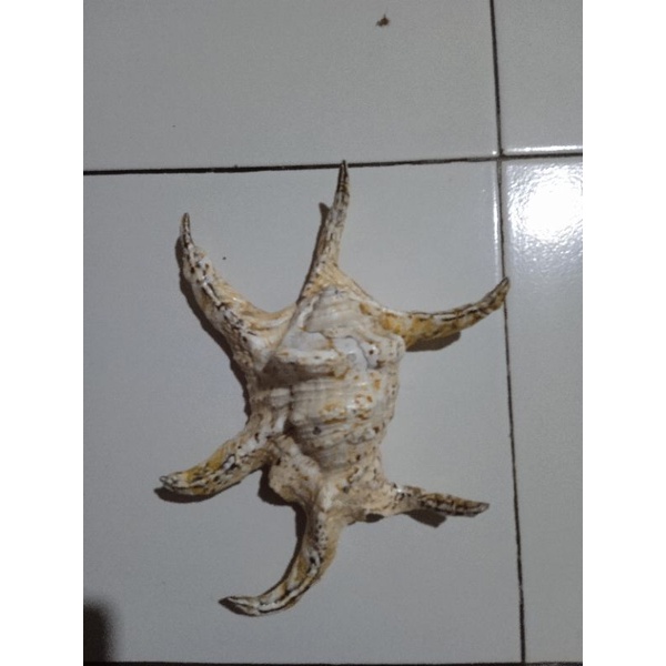 Cangkang kerang LAMBIS SCORPIUS