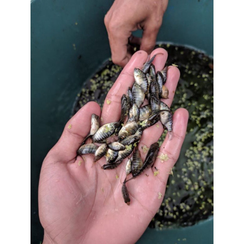 paket per 500 ekor bibit  nila hitam kecil /mujair hitam