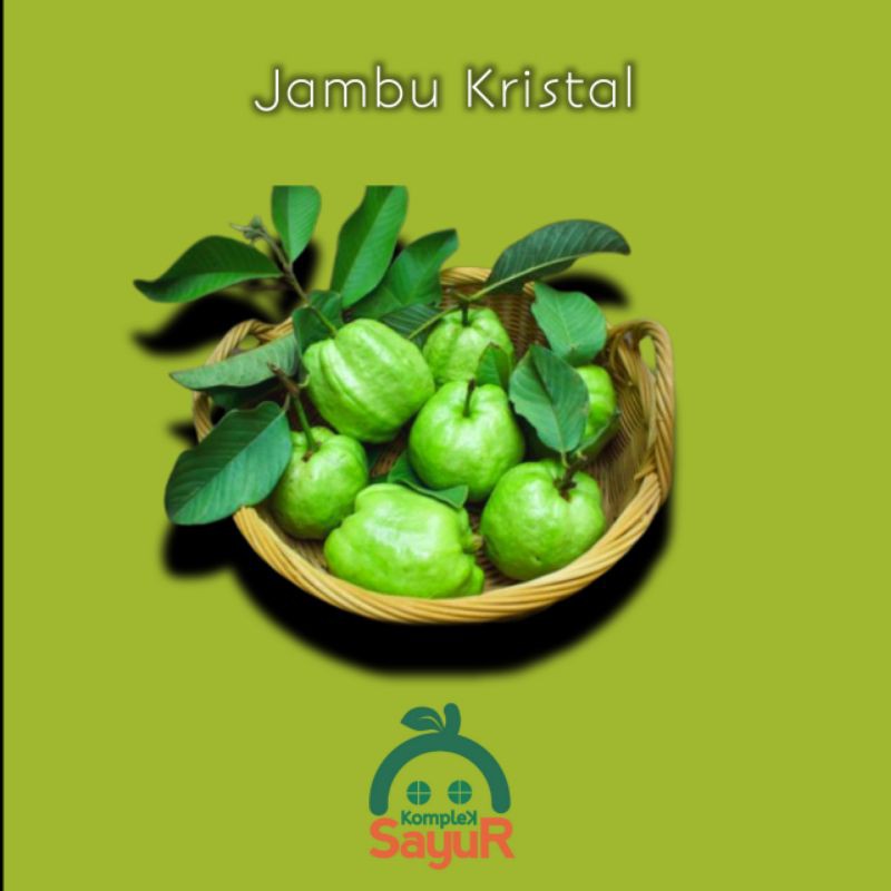 

Jambu Kristal Segar - 500 Gram