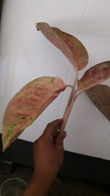 Aglonema Murah Warna Pink
