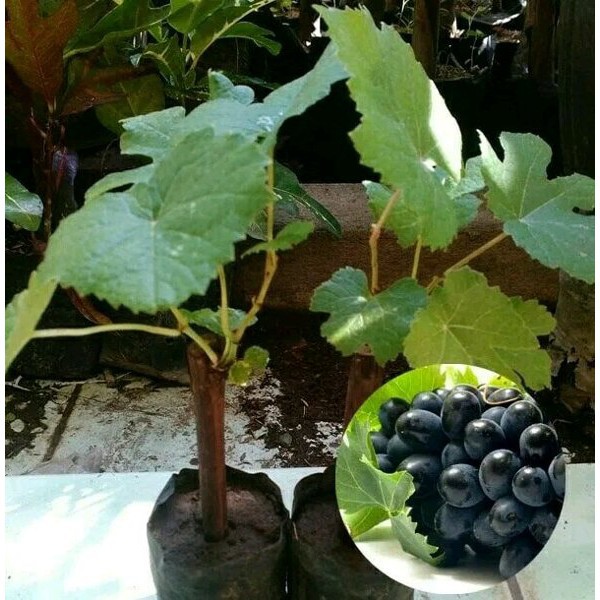 

BIBIT BUAH ANGGUR HITAM MURAH
