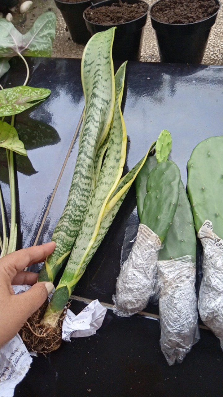 Lidah Mertua Kuning Hijau / Sansevieria Kuning Hijau