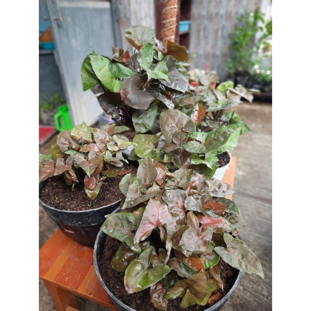 Tanaman Hias Syngonium Maria Allusion / Calladium Keladi pink mini